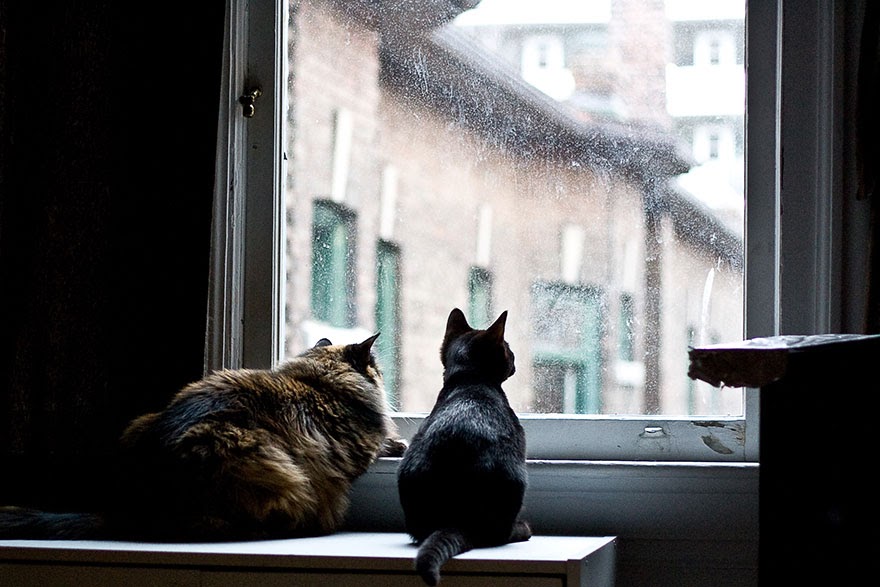 cat-waiting-window-30.jpg