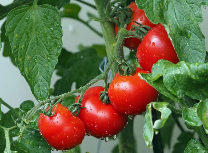 tomaten.jpg