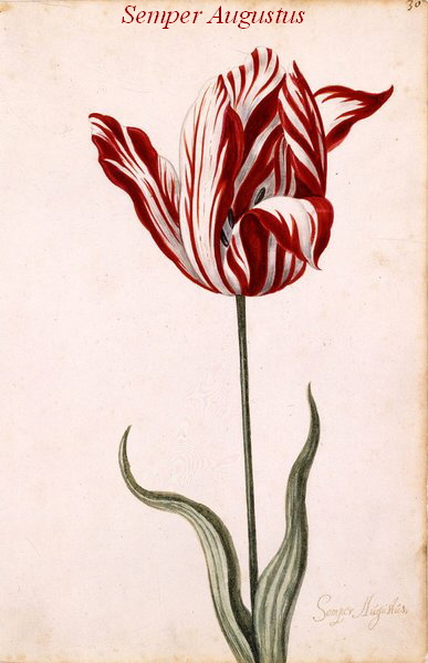 a_387px-semper_augustus_tulip_17th_century.jpg