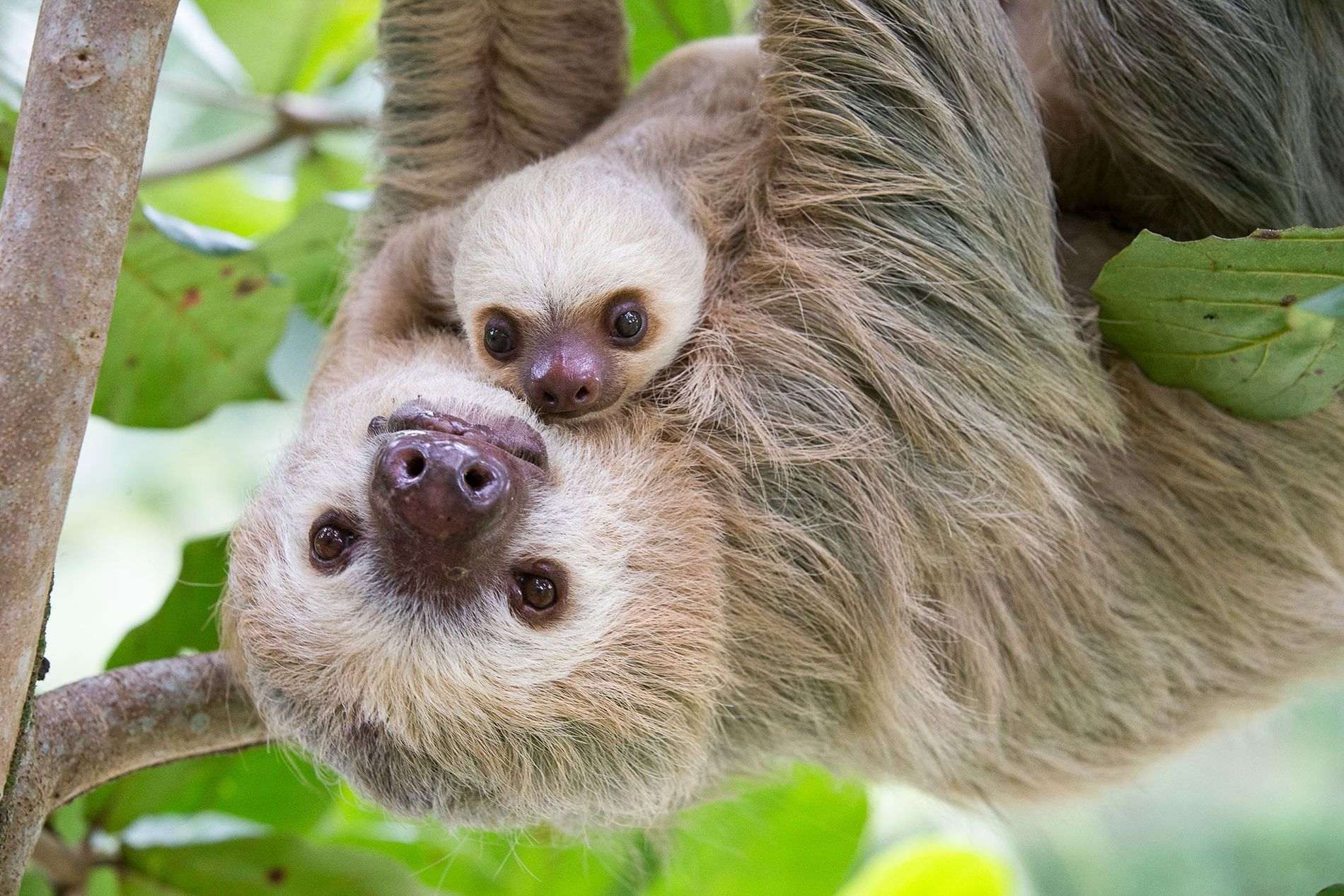 01-cute-sloths-sloth_tw_034450_fullcolor-1.jpg