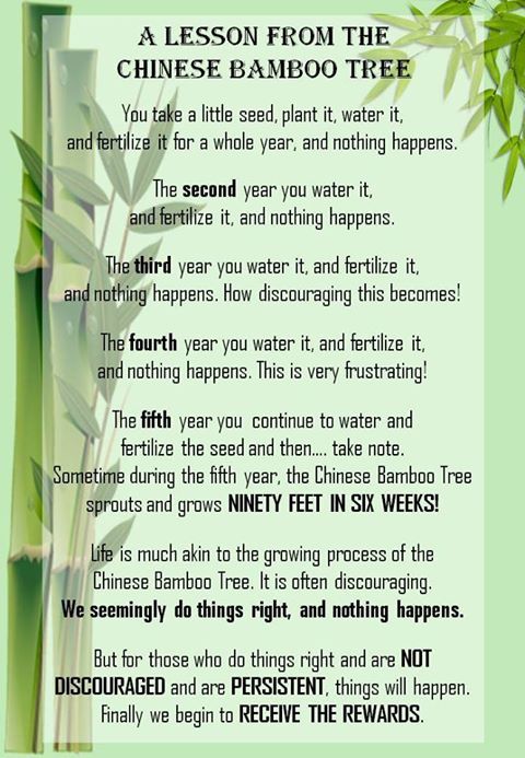 a_lesson_from_the_chinese_bamboo_tree.jpg