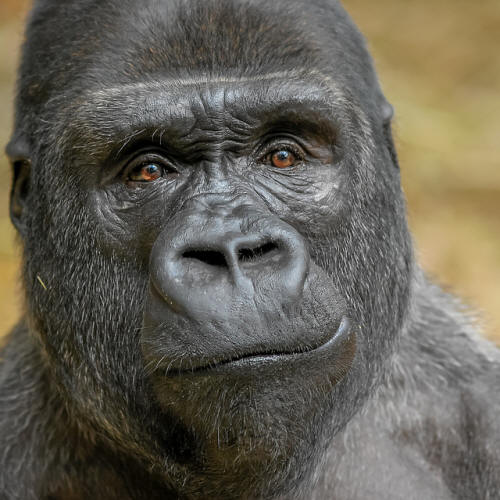 gorilla-face.jpg