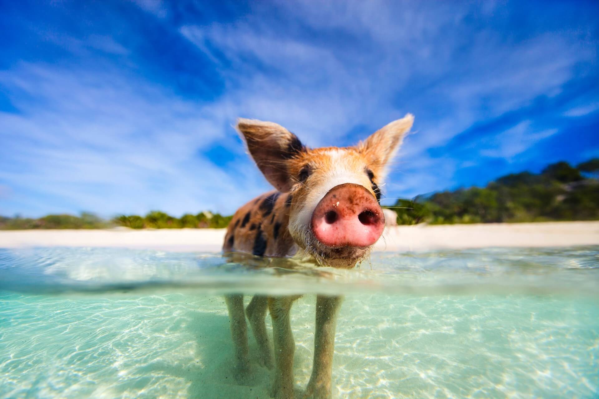 swimming-pigs-of-exumas-....jpg