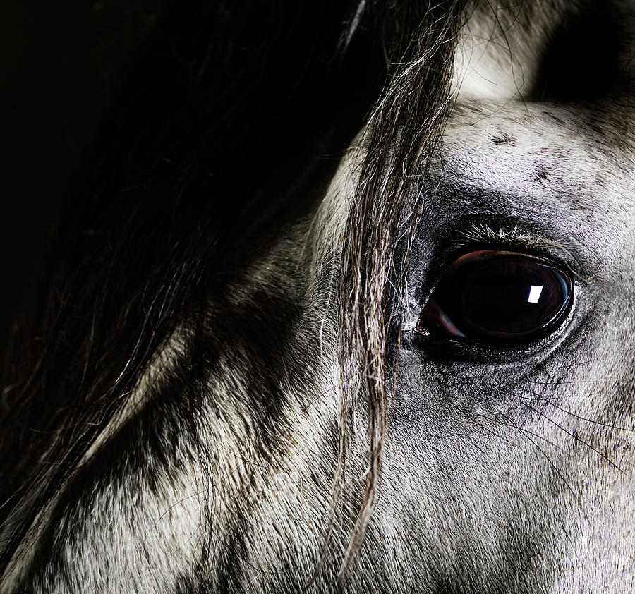 close-up-of-grey-horse-eye-henrik-sorensen.jpg