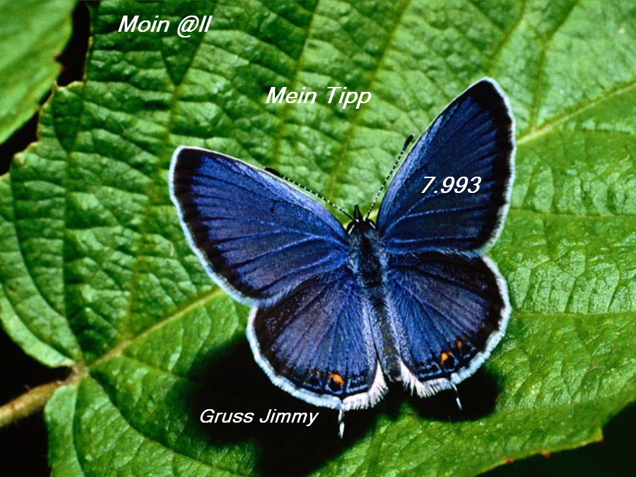 eastern_tailed_blue_butterfly--.jpg
