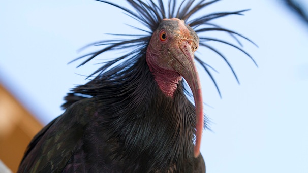 waldrapp-zugvogel-ibis-wiederansiedelung-....jpg