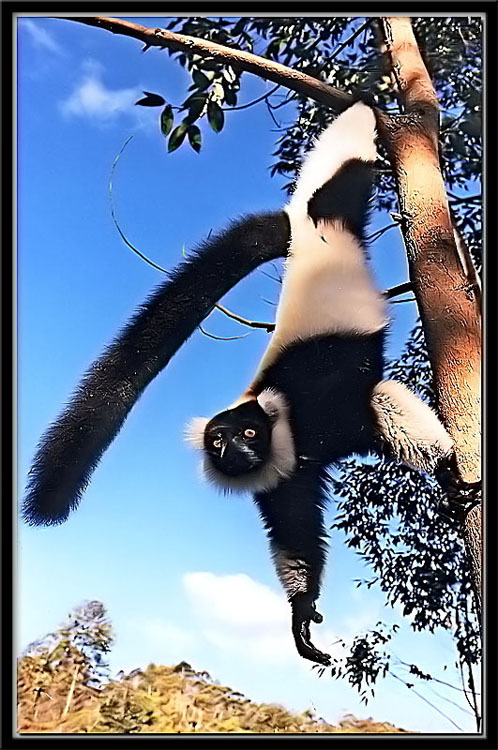 lemuren_13.jpg
