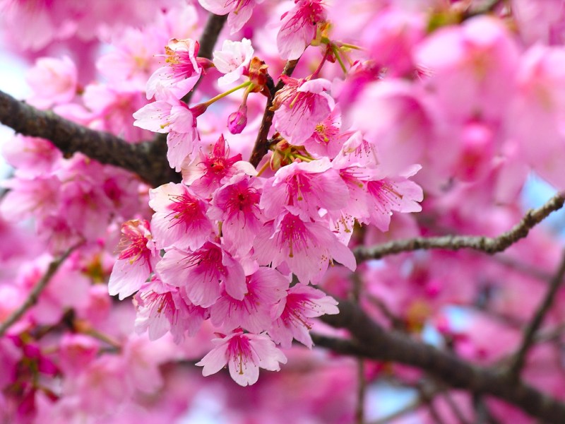 cherry-blossom-wallpapers_5438_1024x768.jpg