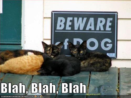 cats-blah-beware-of-dog.jpg
