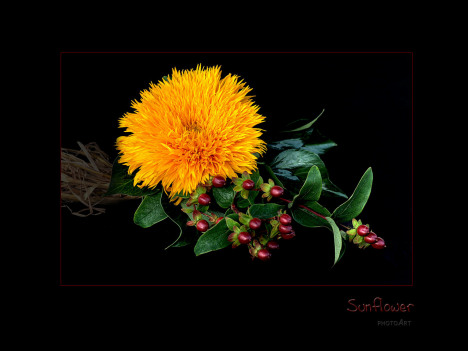 platz_10___sunflower_-_fotograf_photoart-....jpg
