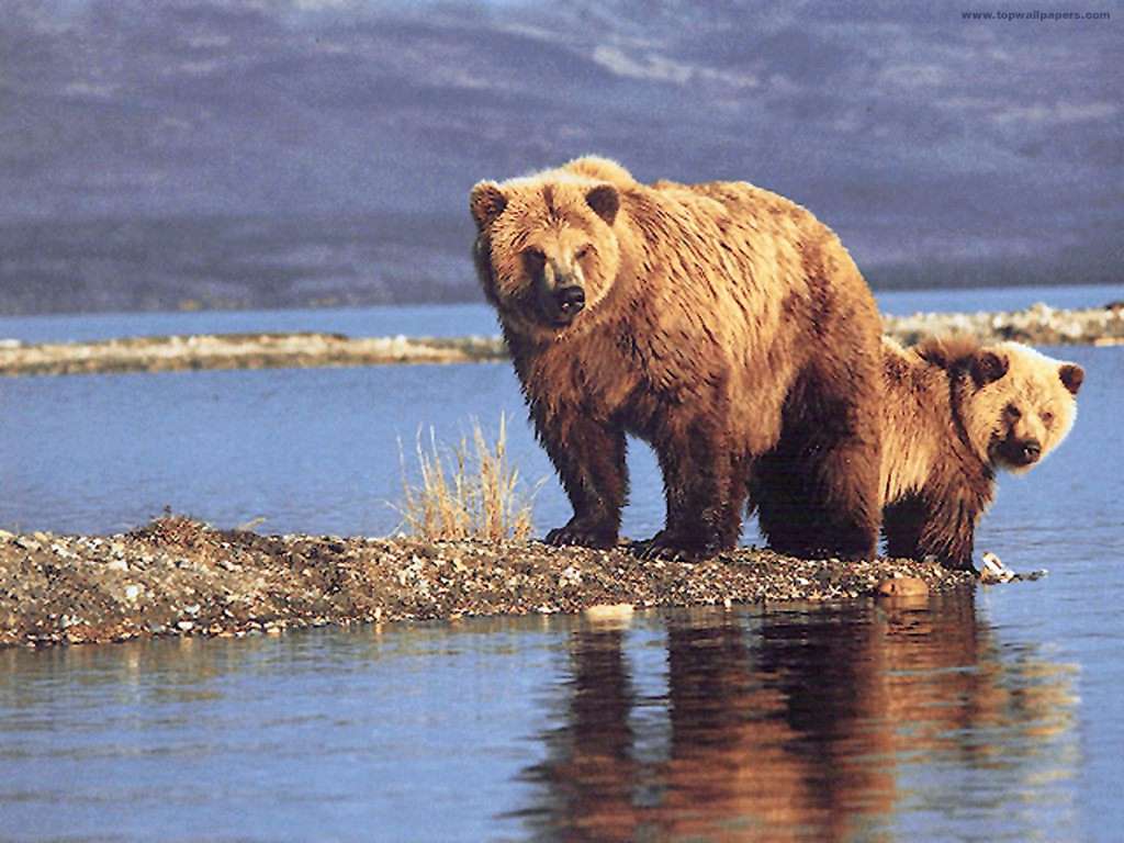 grizzly_1024.jpg
