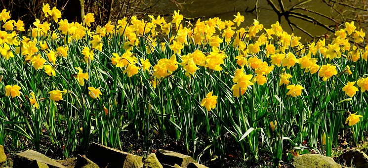 daffodils-1281788__340.jpg