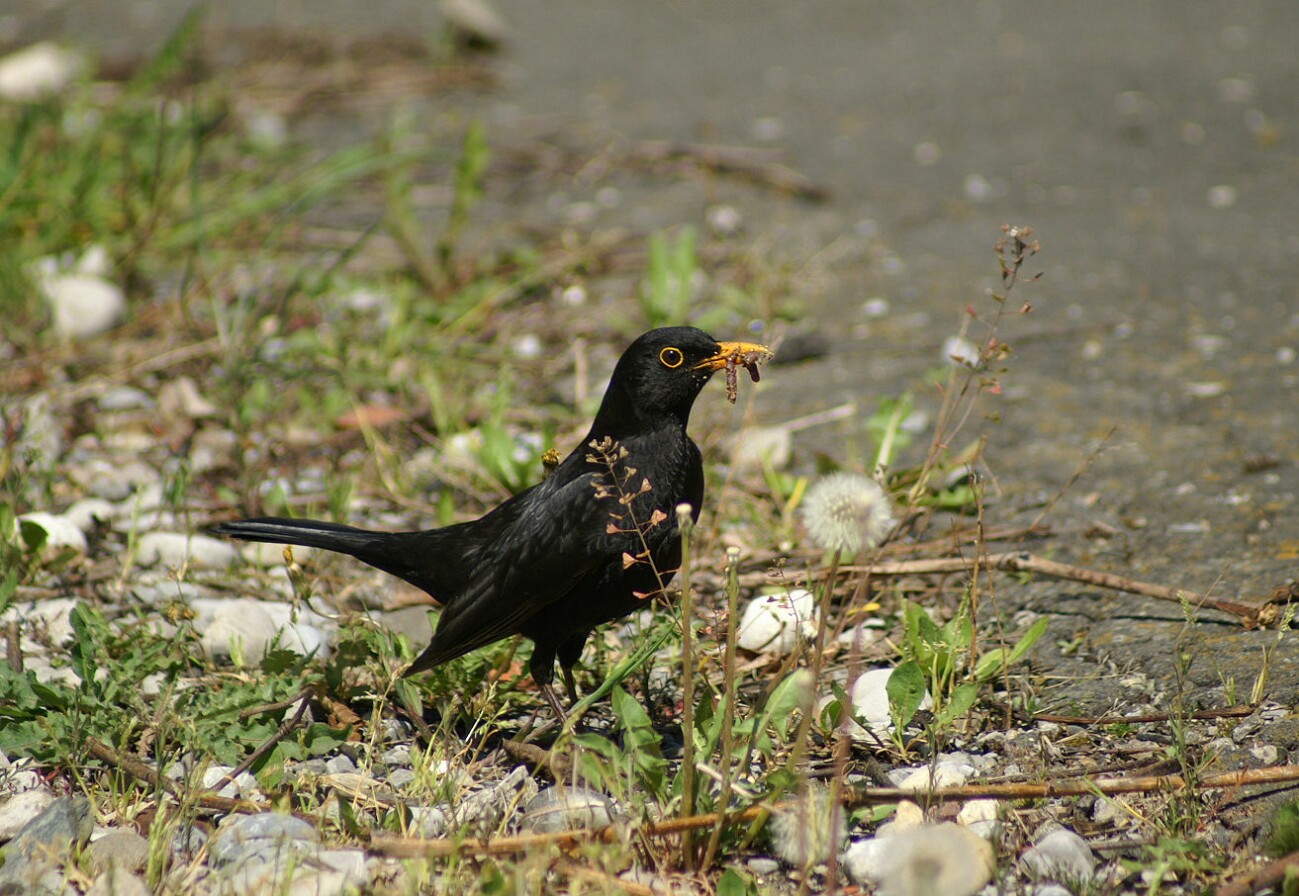 amsel.jpg