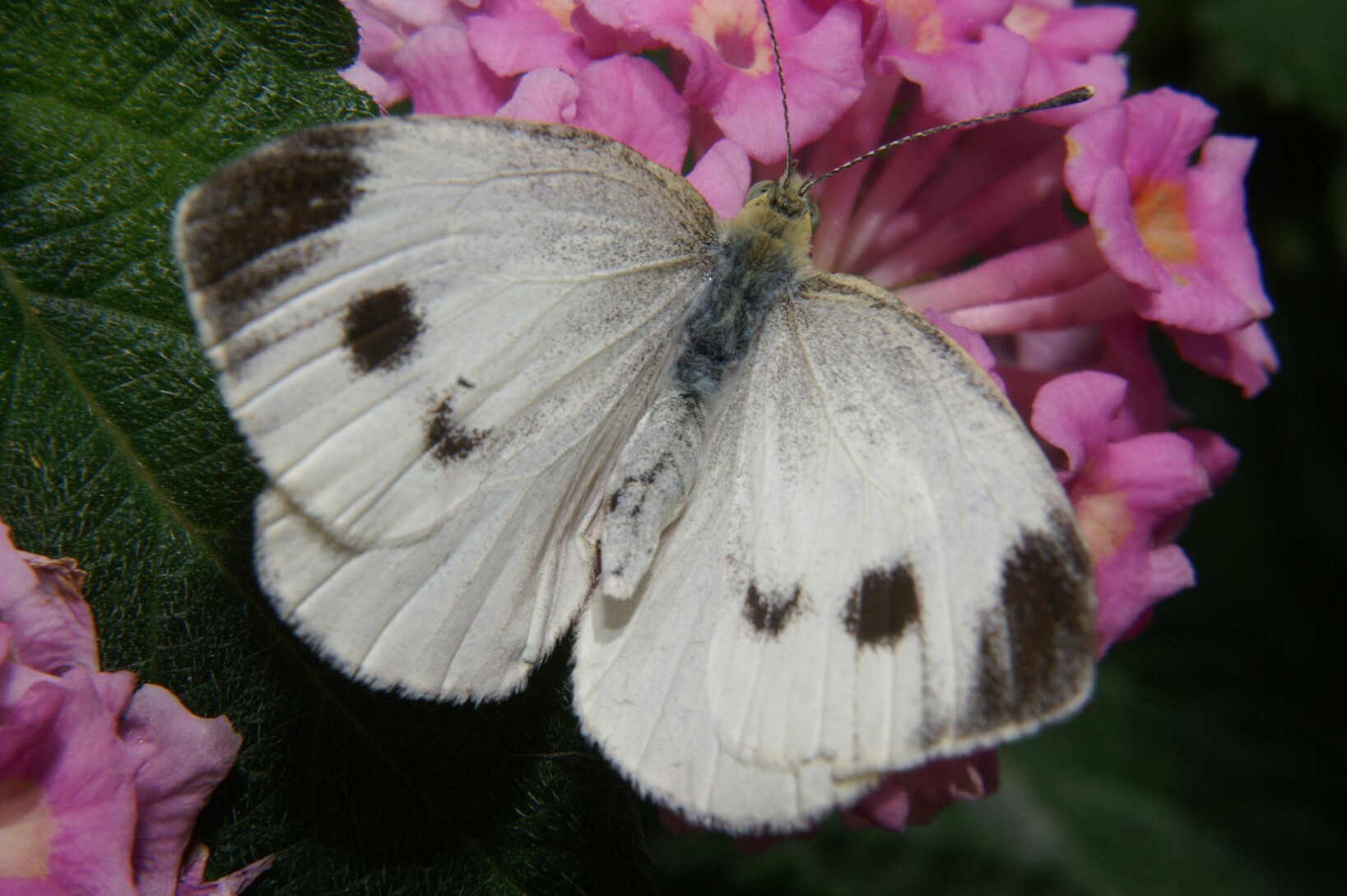 weiser_schmetterling.jpg