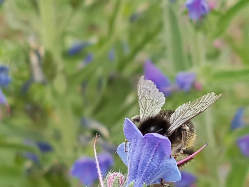 hummel_vertieft.jpg