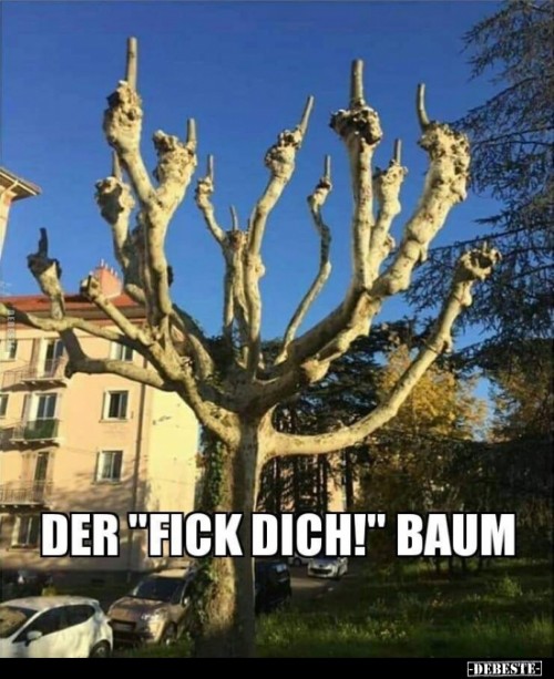 baum.jpg