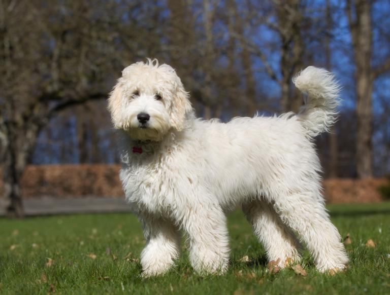 labradoodle-im-grass.jpg