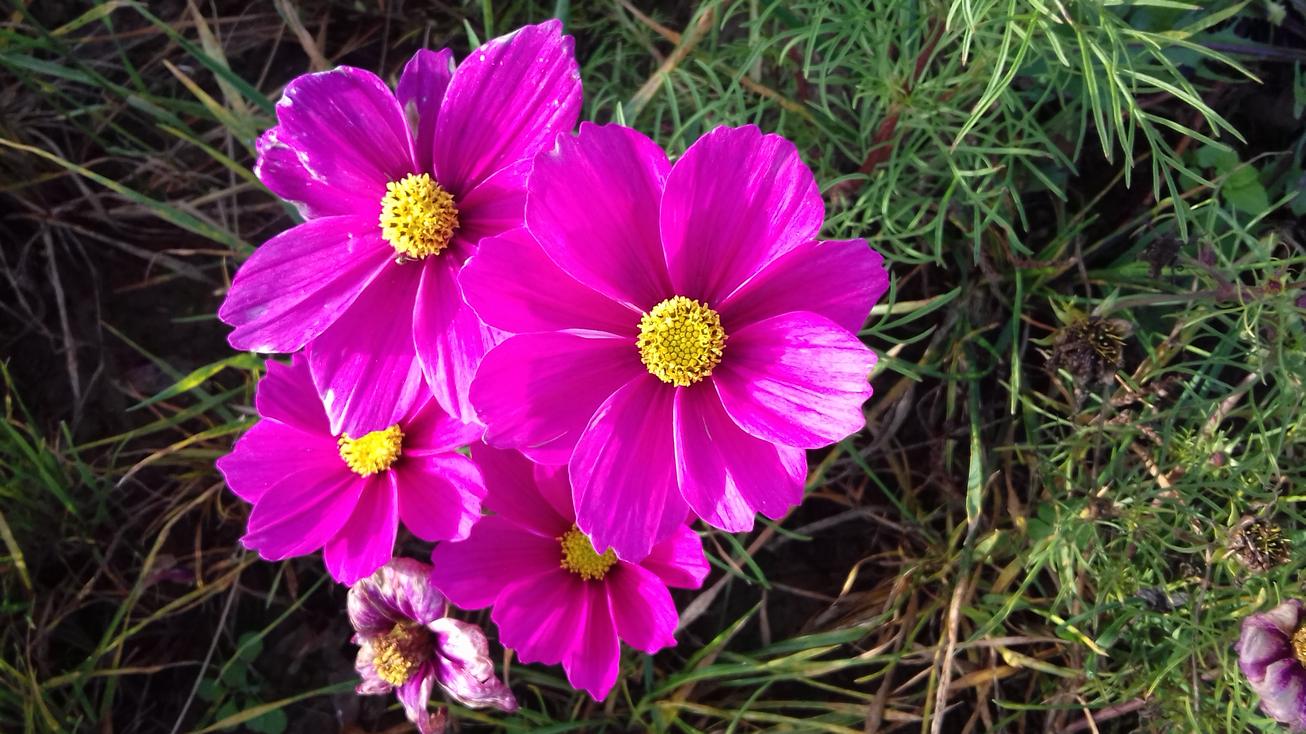 20191027_091641cosmea.jpg