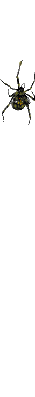 spinne20[1].gif