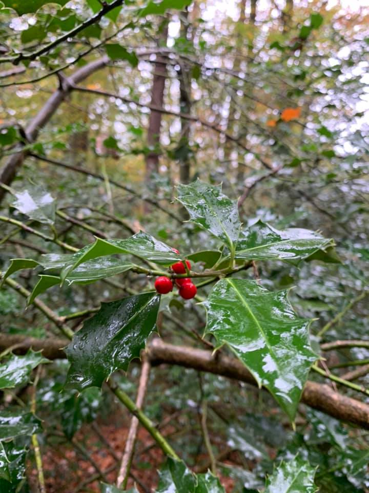 nass_im_wald.jpg