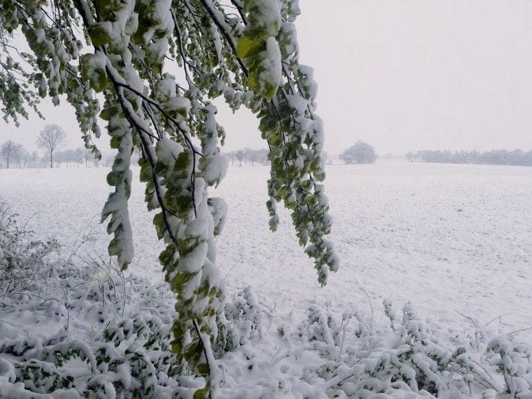 schneebild.jpg