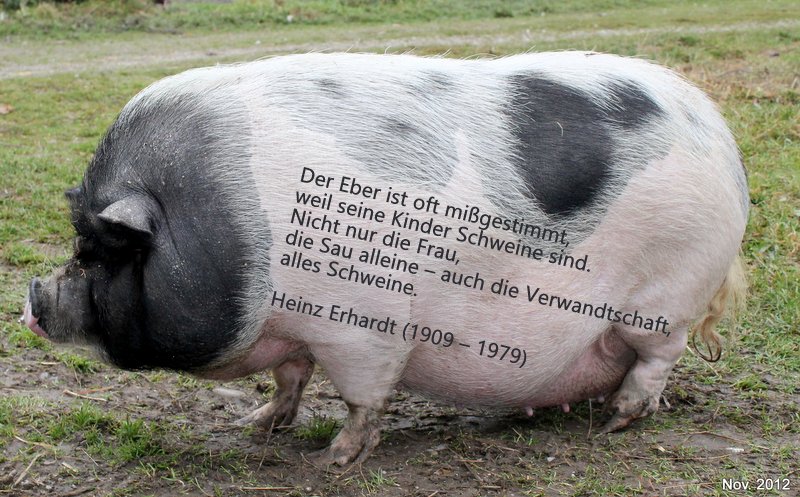 schwein-003.jpg