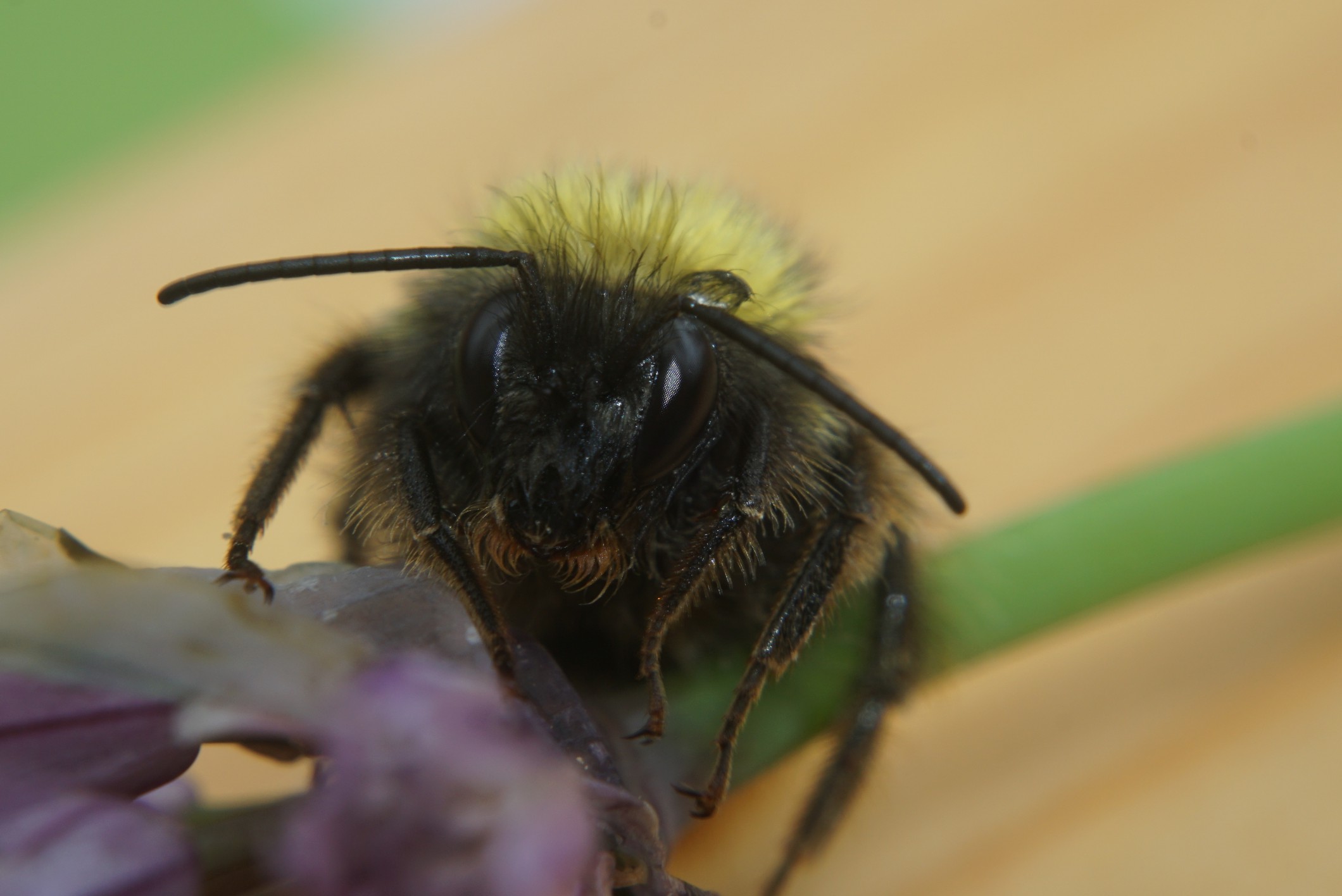 regennasse_hummel.jpg