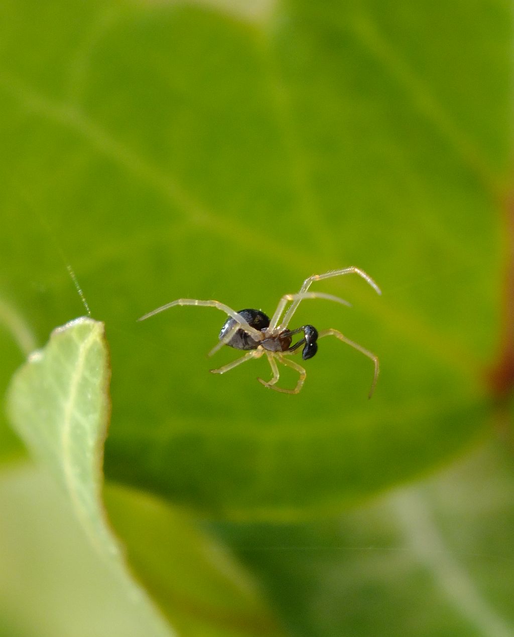 spinne_mit_glubschaugen02.jpg