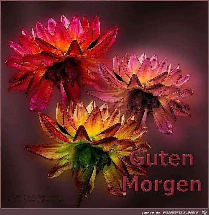 blumen_fuer_den_guten_morgen_gru_ss.jpg