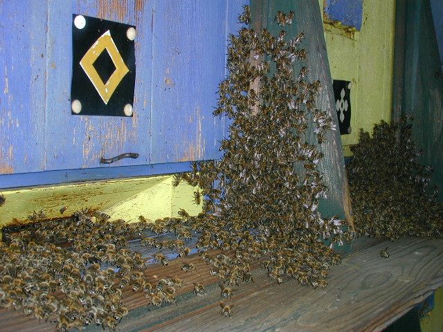 bienen.jpg