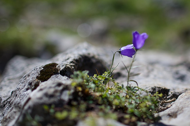 glockenblume_auf_stein.jpg