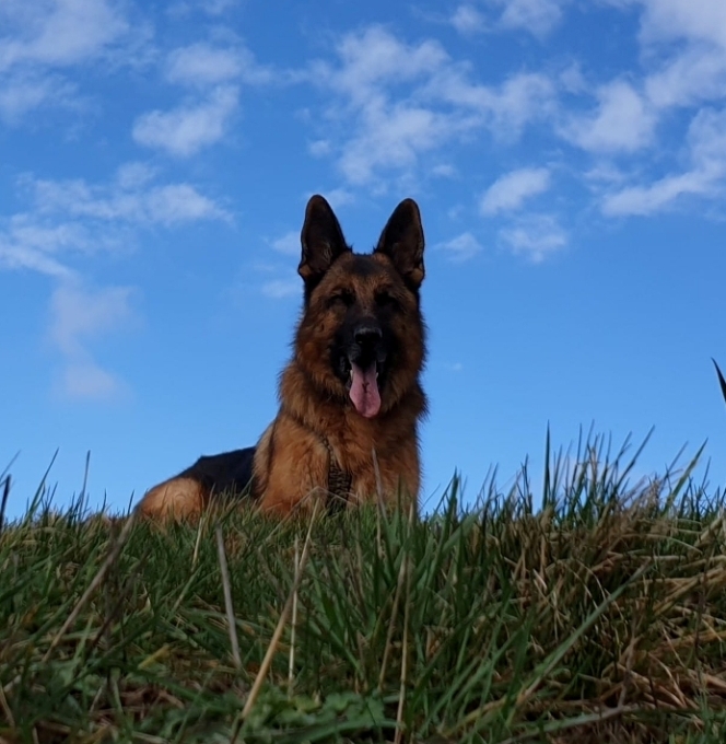 sch__ferhund_auf_dem_berg.jpg