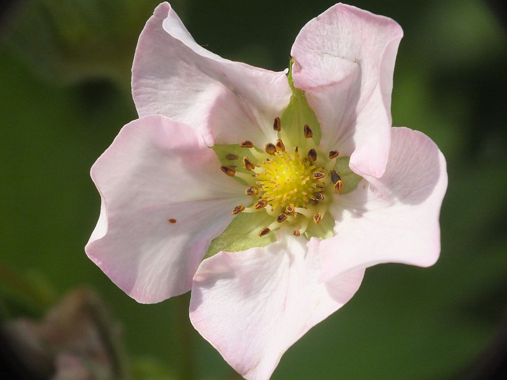 erdbeerbl__te__rosa.jpg
