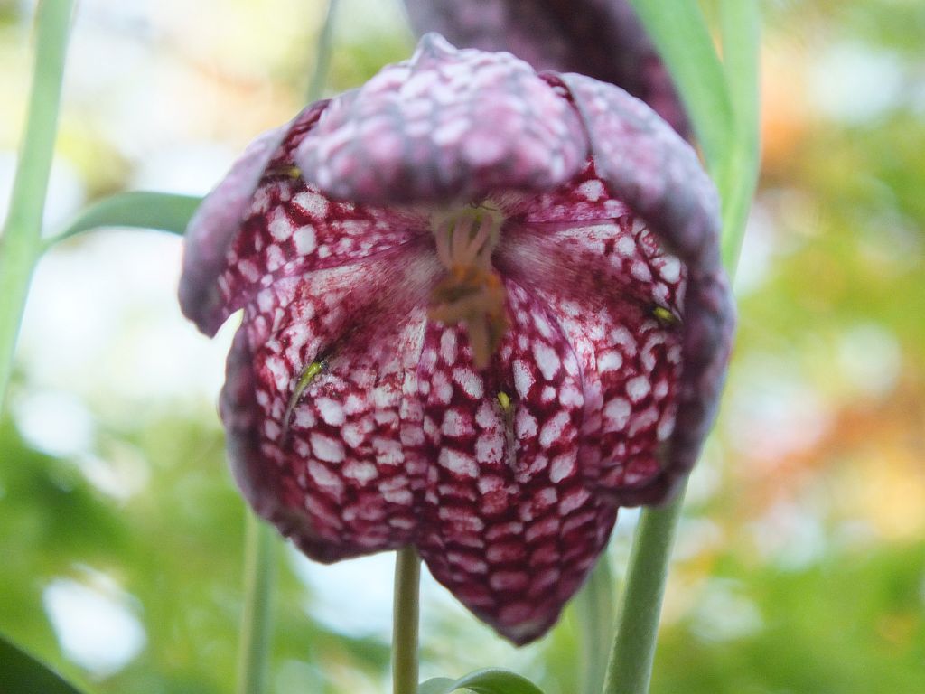 schachbrettblume02.jpg