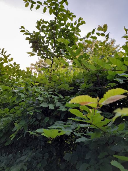 hecke.jpg