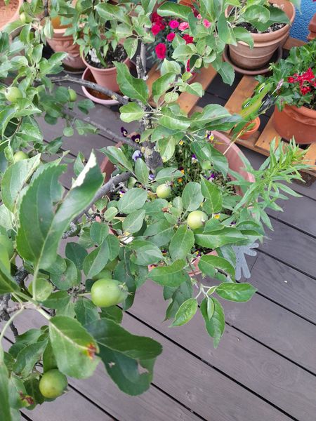 apfelbaum.jpg