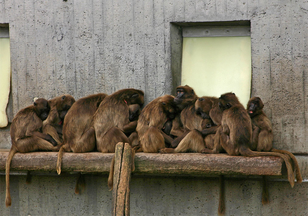 affe_02_bande.jpg