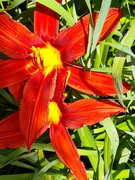 blumenfoto_1.jpg