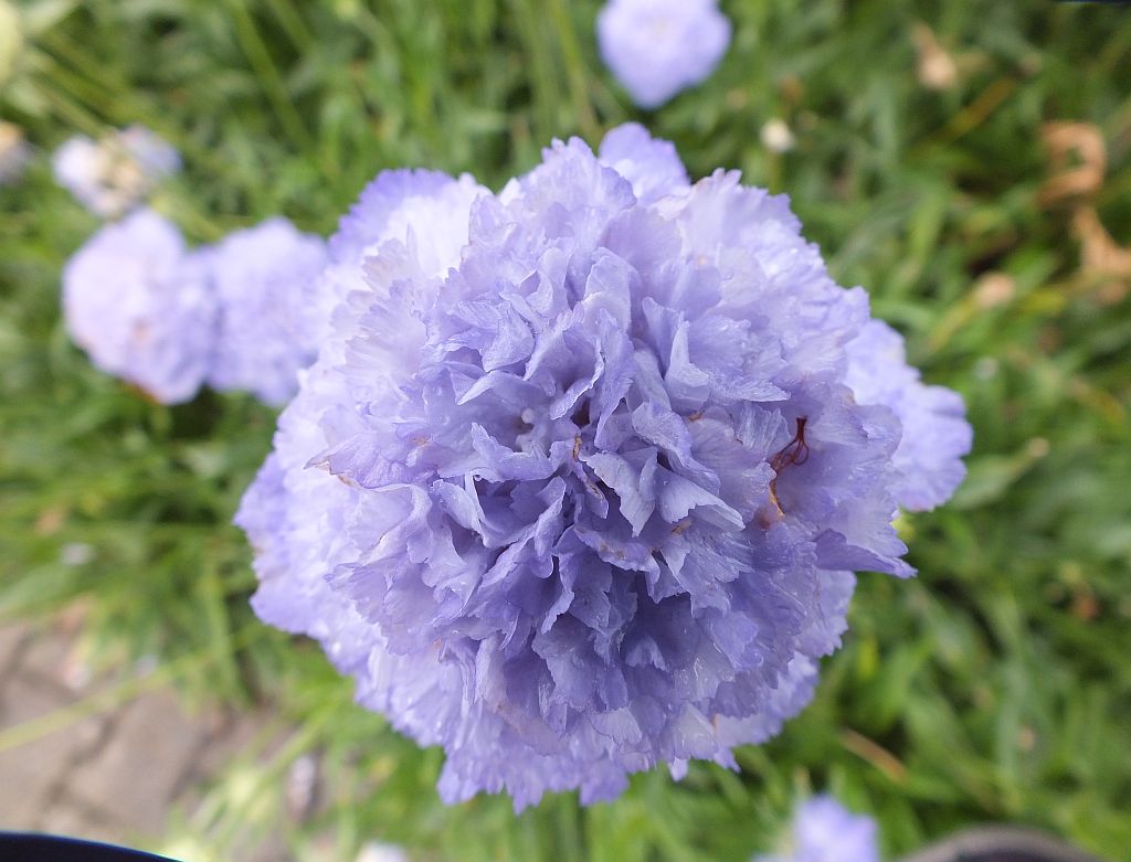 blaue_blume.jpg