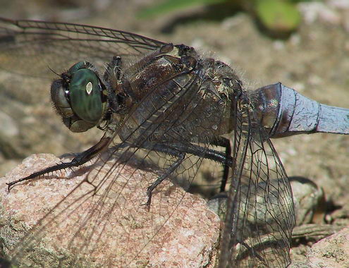 libelle_05_grosser_blaupfeil.jpg