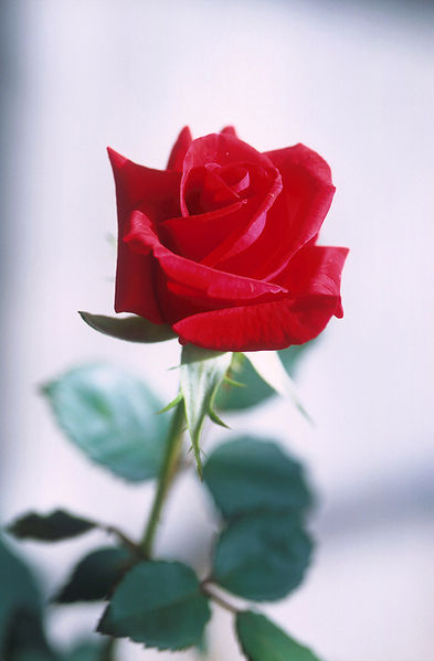 393px-red_rose.jpg