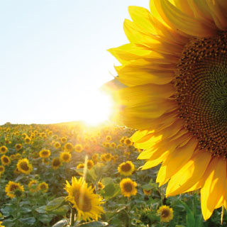 sonnenblume.jpg