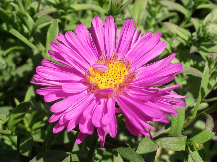 glattblatt-aster.jpg