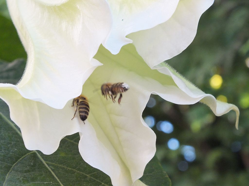 engelstrompete_mit_bienen.jpg