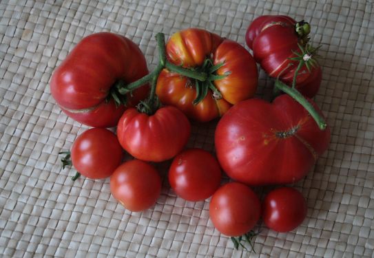 img_8021tomaten_ernte.jpg