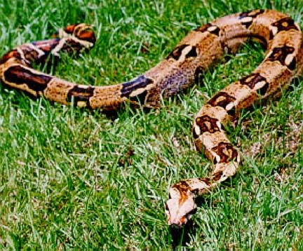 boa_20constrictor.jpg