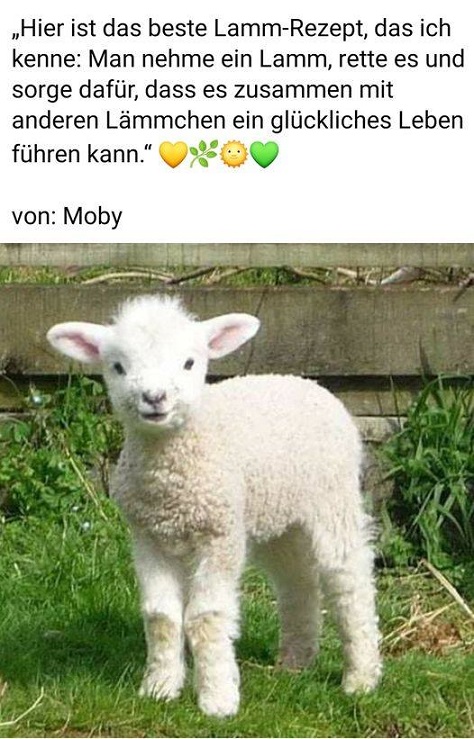 lamm_rezepte.jpg