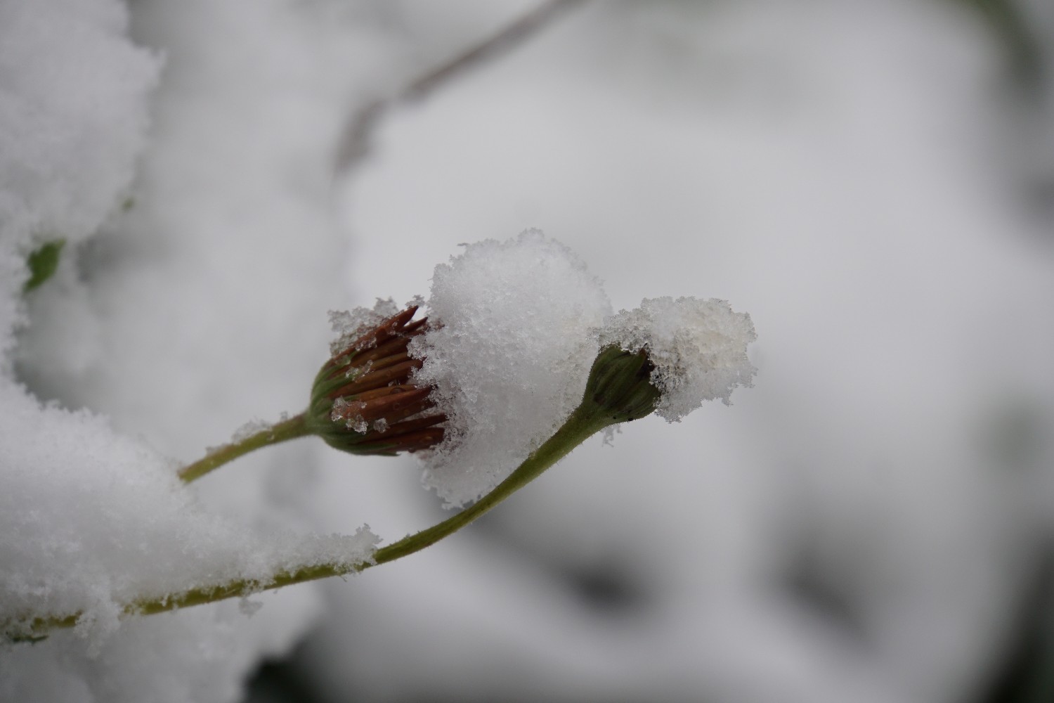 schnee_margeriten_nov_2022.jpg