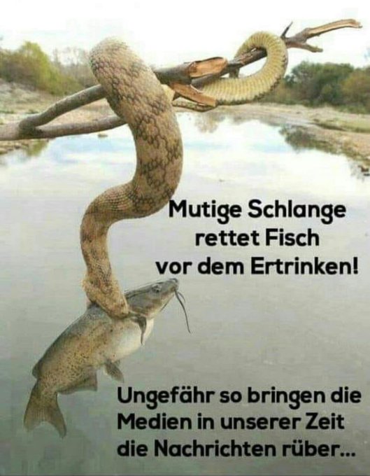 fischvorertrinnkengerettet.jpg