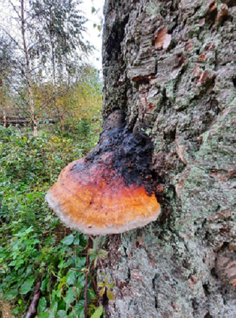 pilz_an_baum.jpg